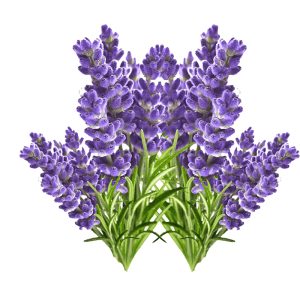 عود دست ساز نابیلا Nabila Lavender